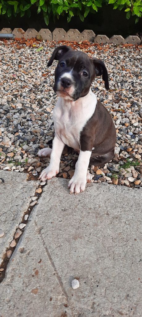 Audrey Roger - Chiot disponible  - American Staffordshire Terrier