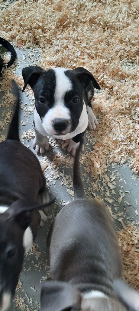 Audrey Roger - Chiot disponible  - American Staffordshire Terrier