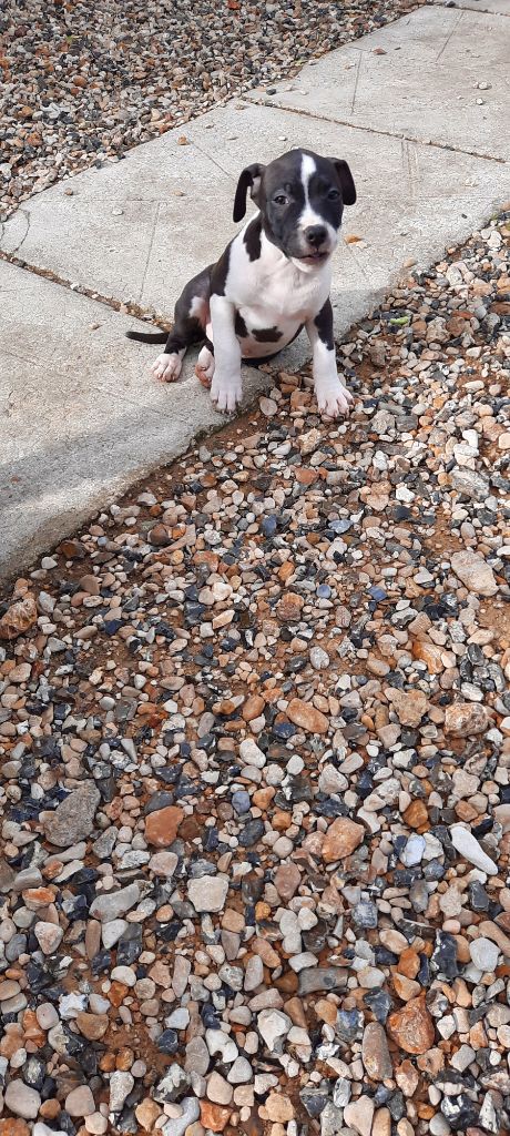 Audrey Roger - Chiots disponibles - American Staffordshire Terrier