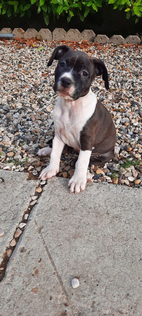 Audrey Roger - Chiots disponibles - American Staffordshire Terrier