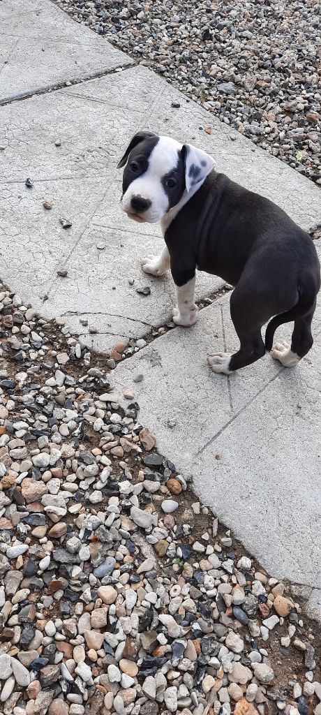 Audrey Roger - Chiots disponibles - American Staffordshire Terrier