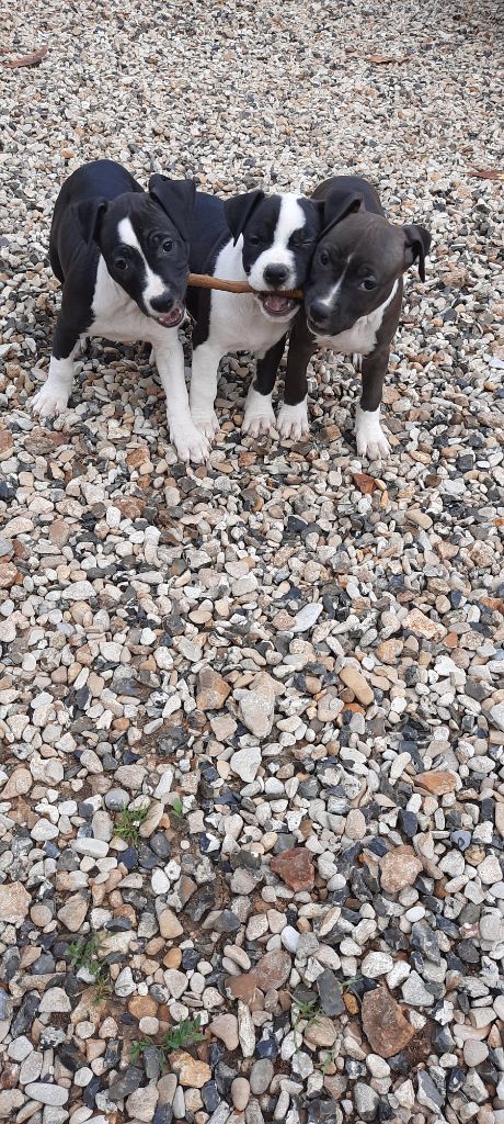 Chiot American Staffordshire Terrier Audrey Roger