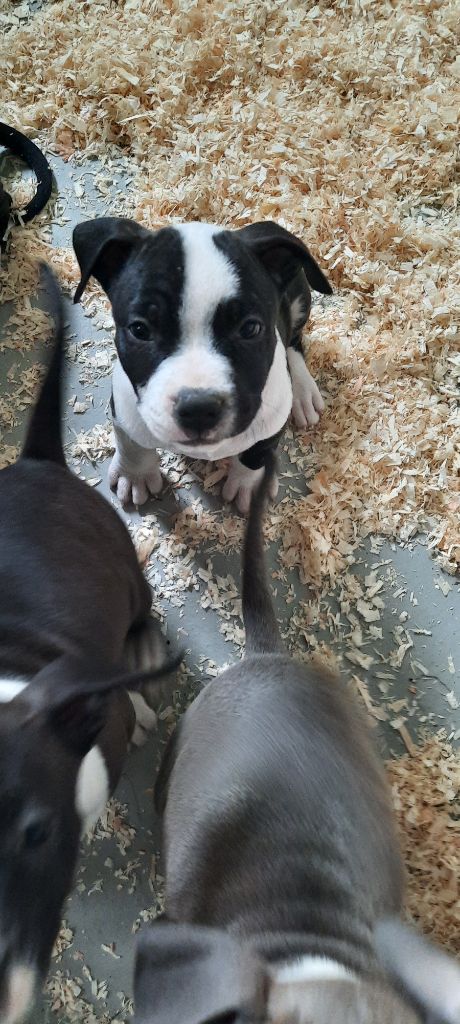 Audrey Roger - Chiots disponibles - American Staffordshire Terrier